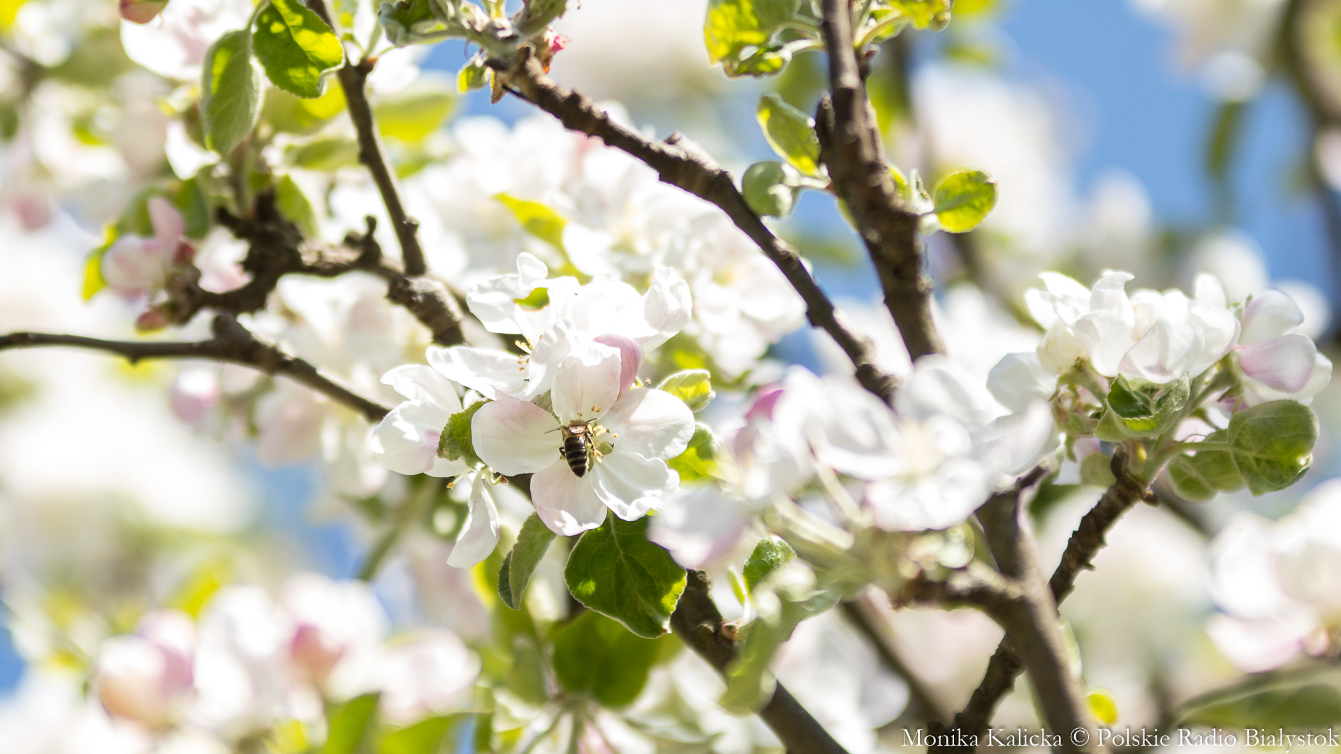 Podlaskie miody najlepsze