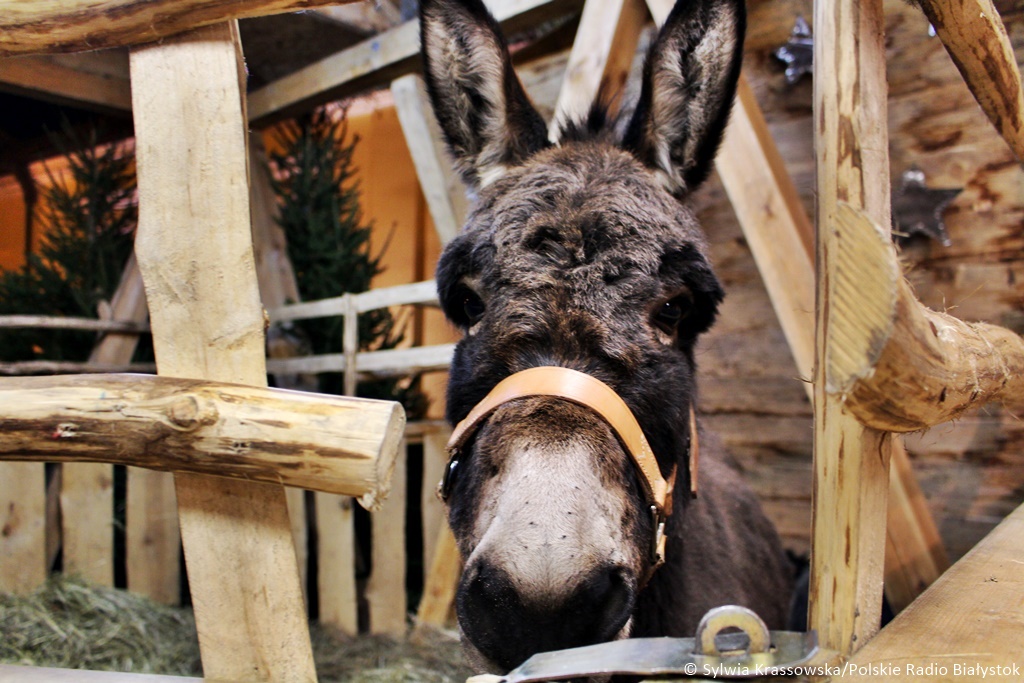 Białostoczanie mogą podziwiać żywą szopkę w centrum miasta