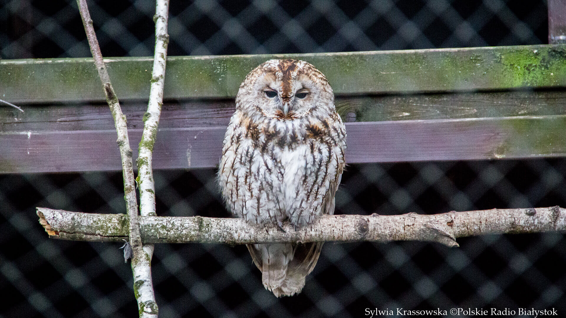 Czy sowy są intelektualistkami i dlaczego je nieraz prześladowaliśmy? - Jacek Karczewski napisał książkę o sowach