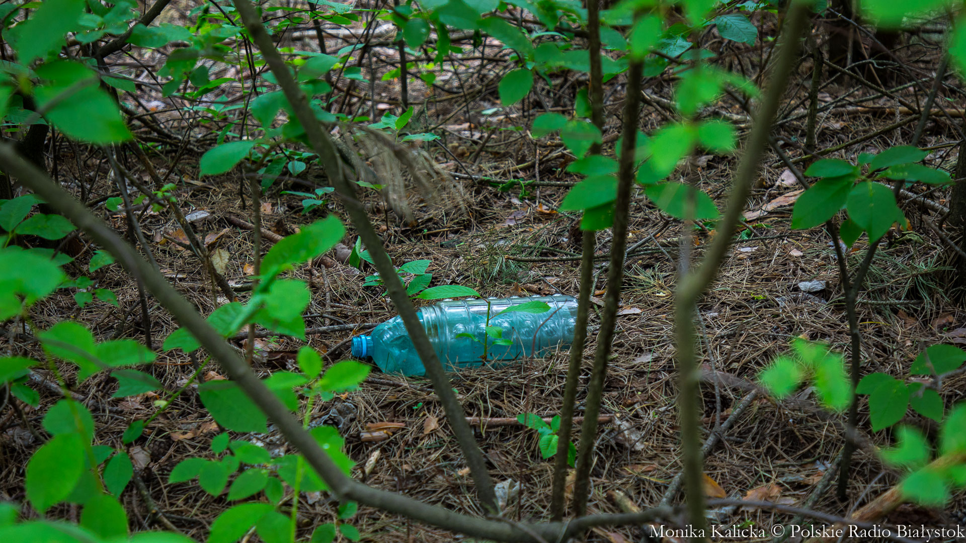 60 osób sprzątało Las Zwierzyniecki - akcję zorganizowała Młodzieżowa Rada Miasta w Białymstoku