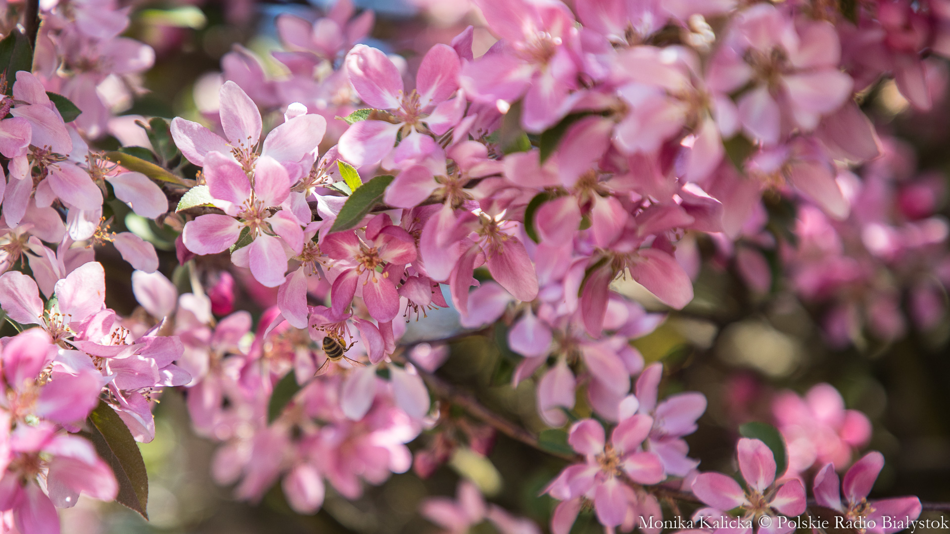Miód w kuchni - do mięs, słodyczy, nalewek