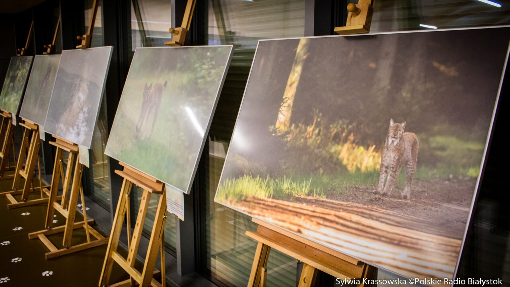 Można oglądać wystawy czasowe w Muzeum Przyrodniczo-Leśnym Białowieskiego PN