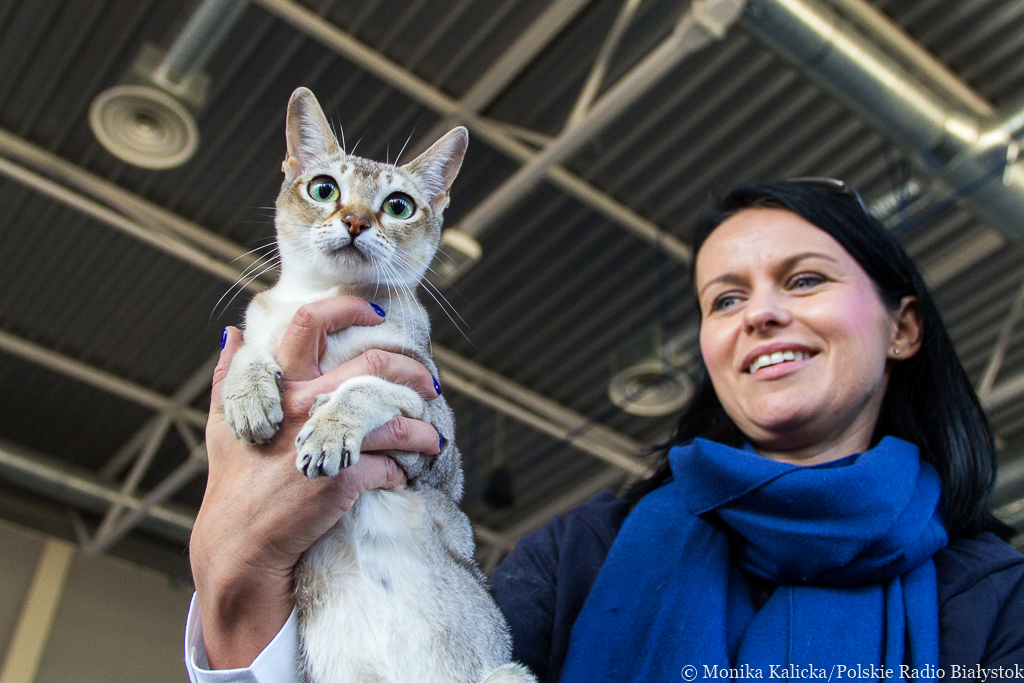 Kilkadziesiąt ras kotów prezentuje się na wystawie w Białymstoku