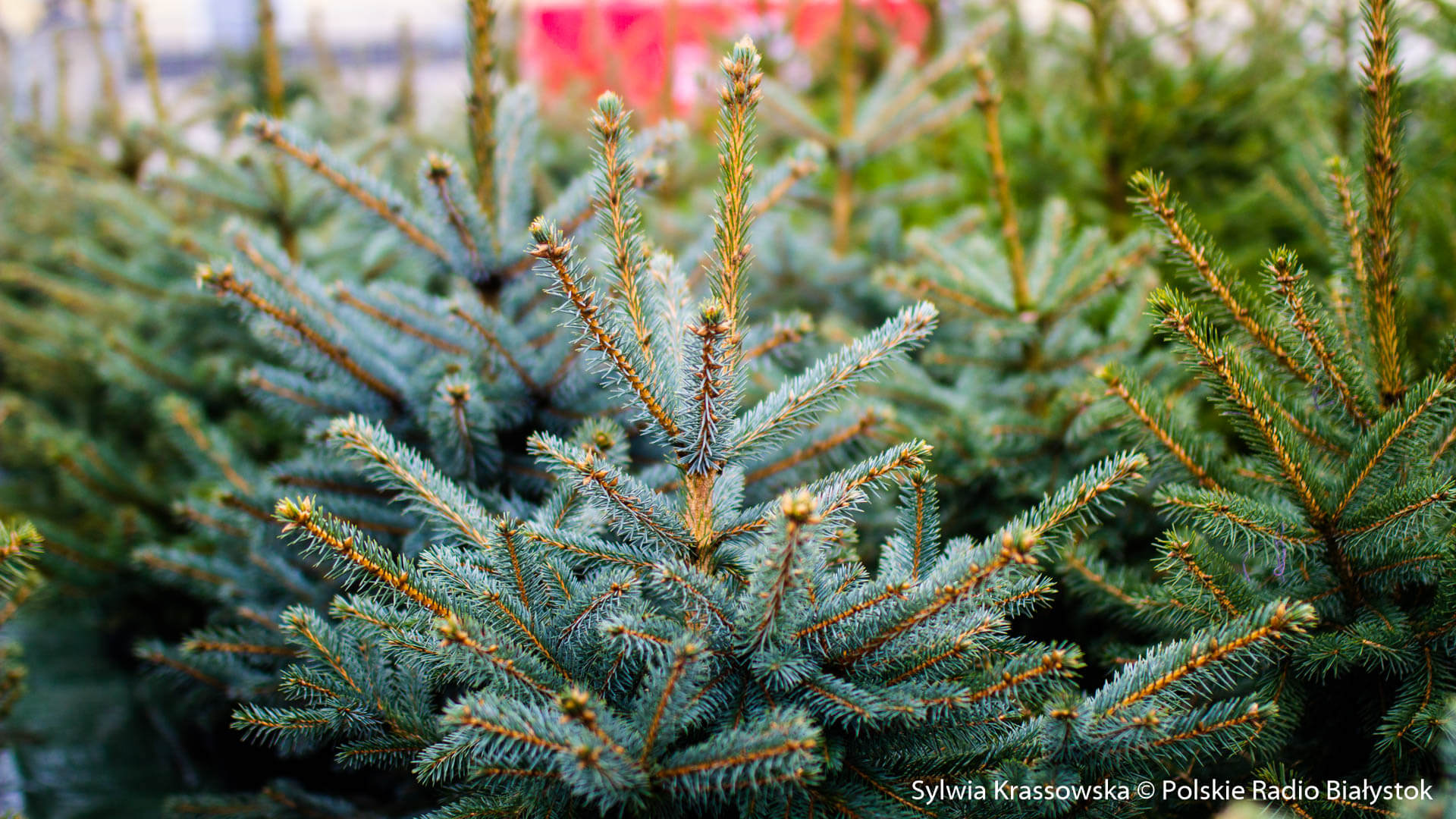 Choinka to nieodłączny element Bożego Narodzenia - jakie są zalety naturalnego drzewka?