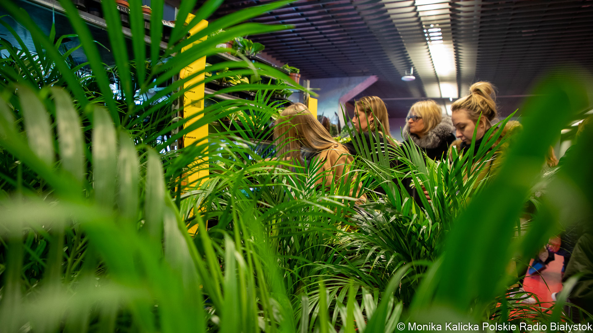 W Białymstoku jak w dżungli. Trwa Festiwal Roślin na stadionie miejskim