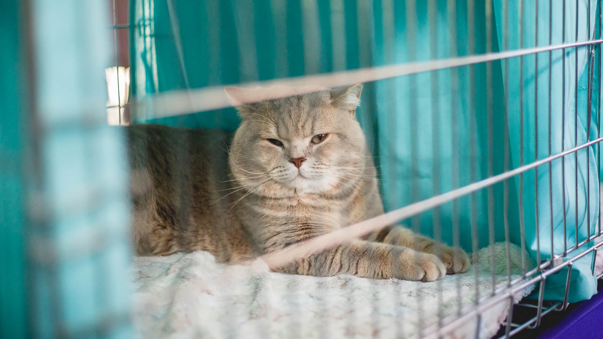 W Białymstoku rozpoczął się projekt kastracji właścicielskich zwierząt