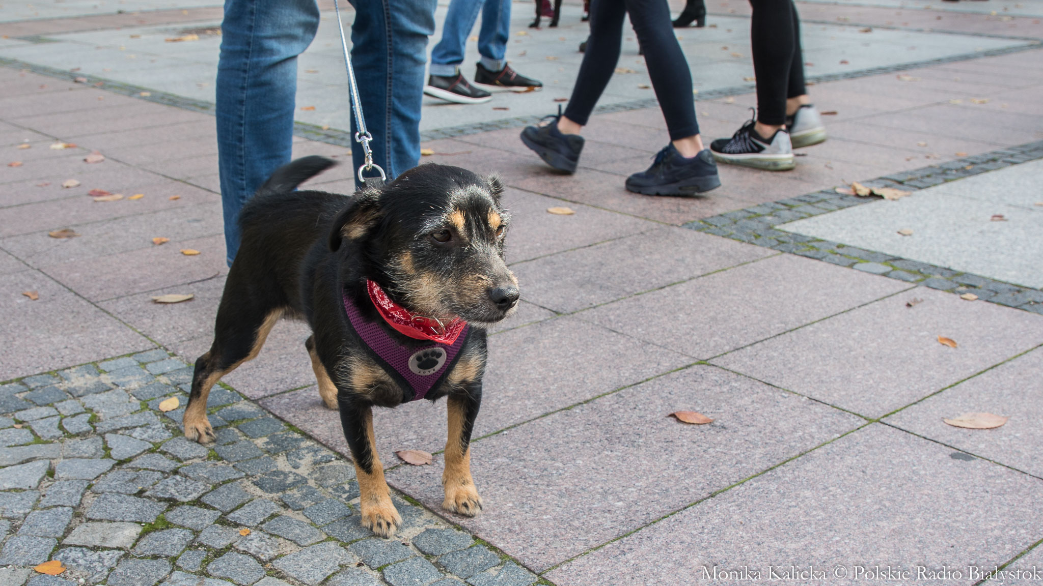 Białostockie schronisko dla zwierząt przyłączyło się do akcji "Pies To Nie Prezent"