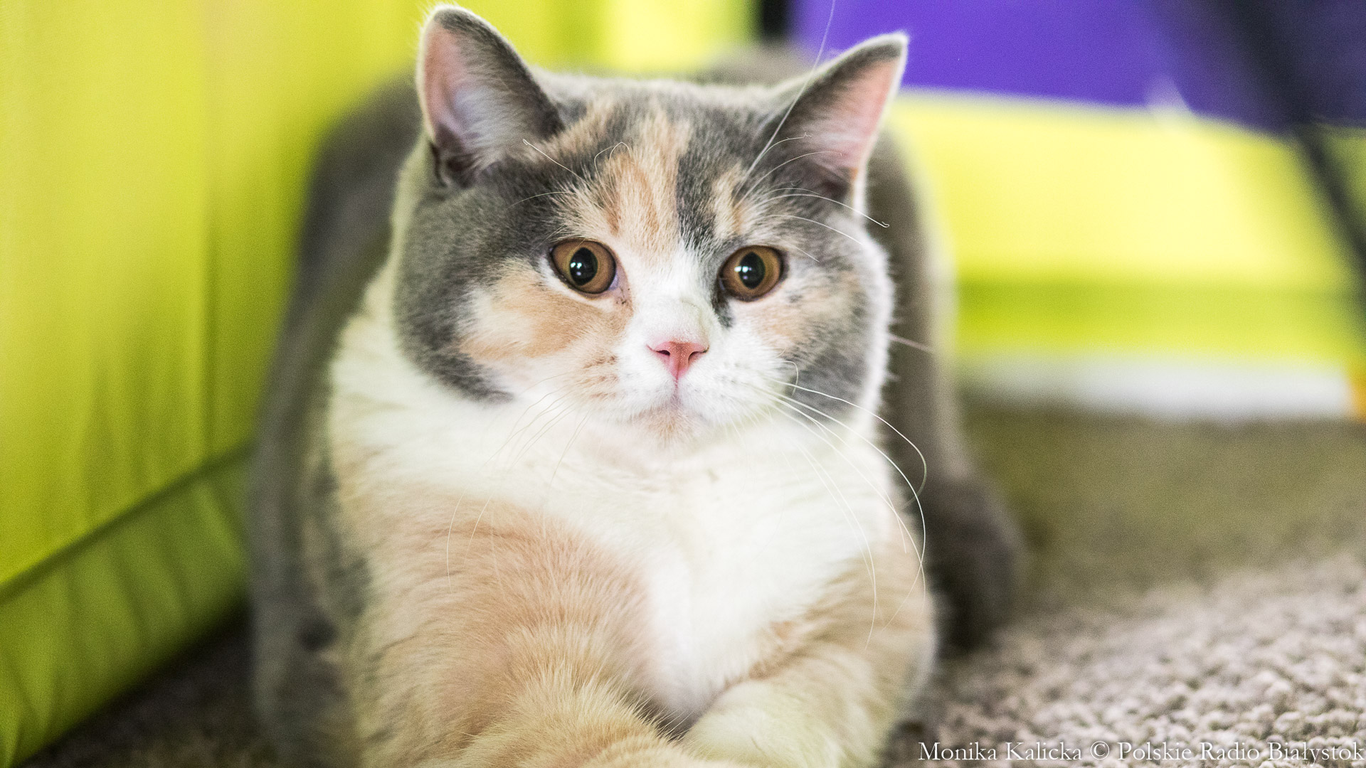 Pierwszy potwierdzony przypadek koronawirusa u kota w Wielkiej Brytanii