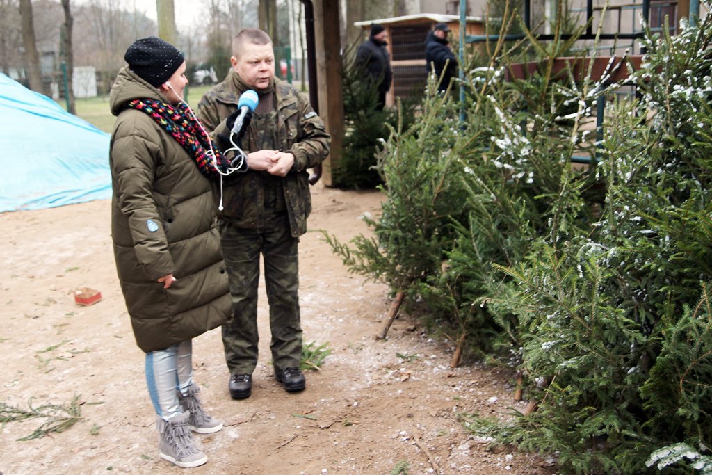 Choinka już wybrana - w wigilię ubierzemy ją w studiu Polskiego Radia Białystok