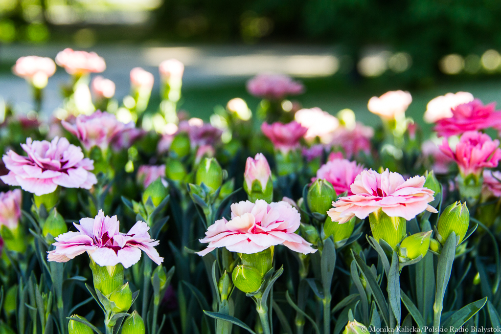 Augustów trzecim najpiękniej ukwieconym miastem w Polsce