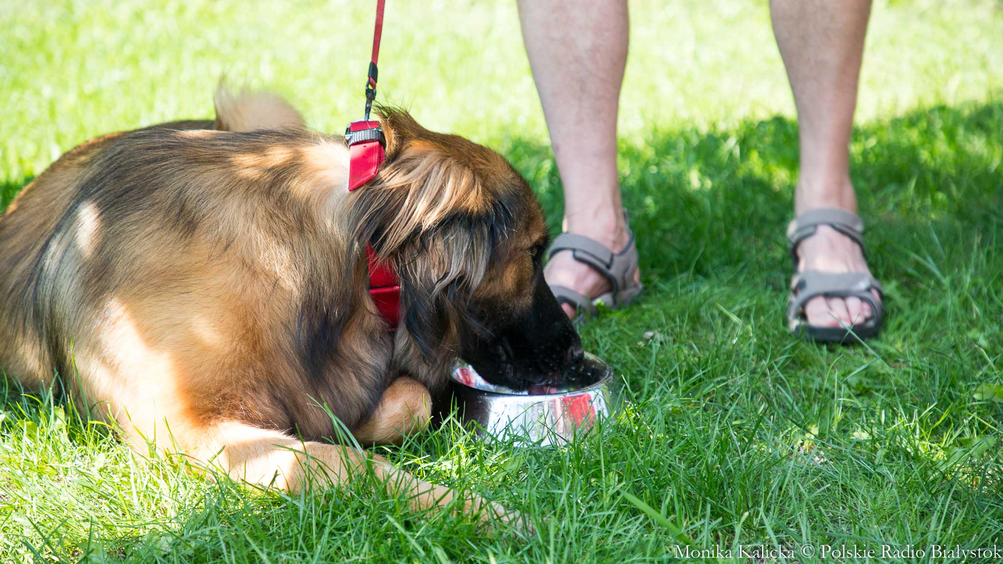 Apel do augustowian o pomoc psom podczas upałów