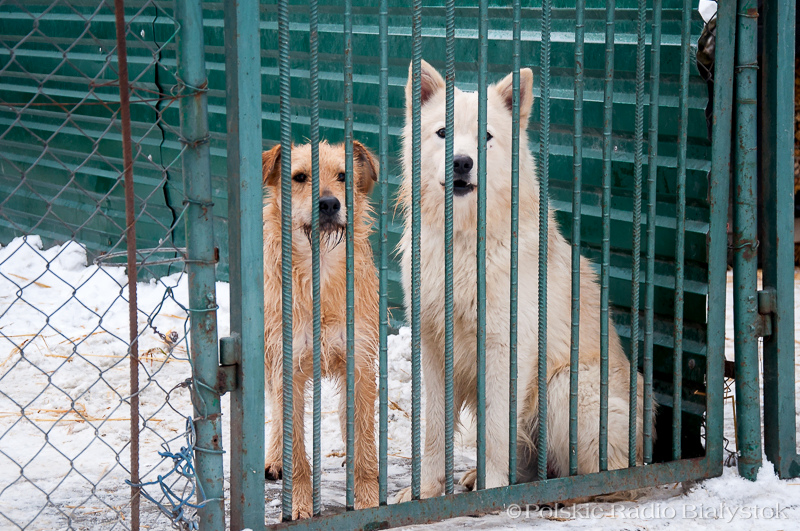 Wyniki raportu dotyczącego działania wolontariatu w białostockim schronisku dla zwierząt