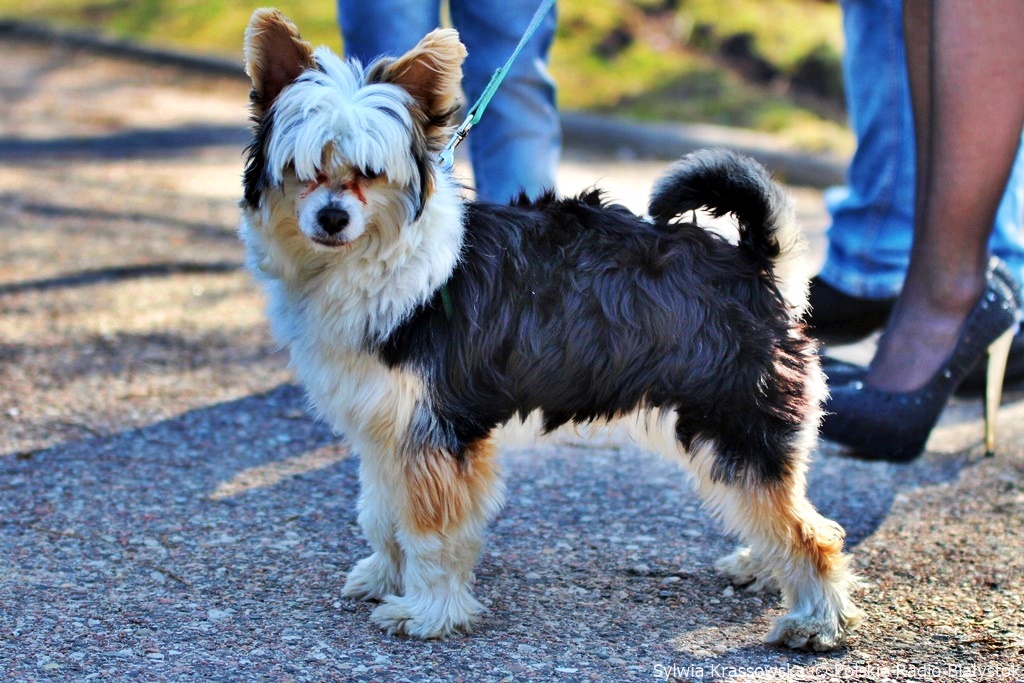 Co zrobić z psem, gdy wyjeżdżamy na wakacje?