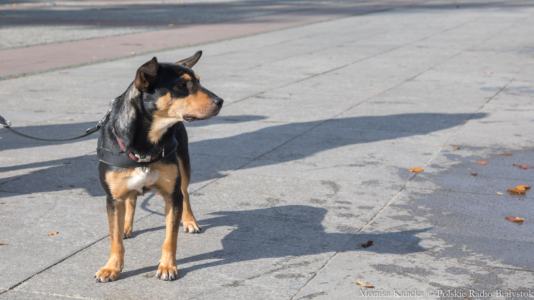 Czy w Suwałkach powstanie nowe schronisko? Takie plany ma lokalne Towarzystwo Opieki nad Zwierzętami