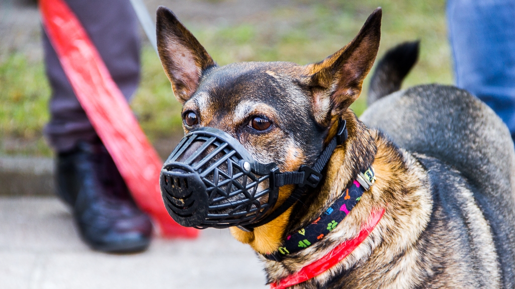 Styczeń pod hasłem psich seniorów w białostockim schronisku