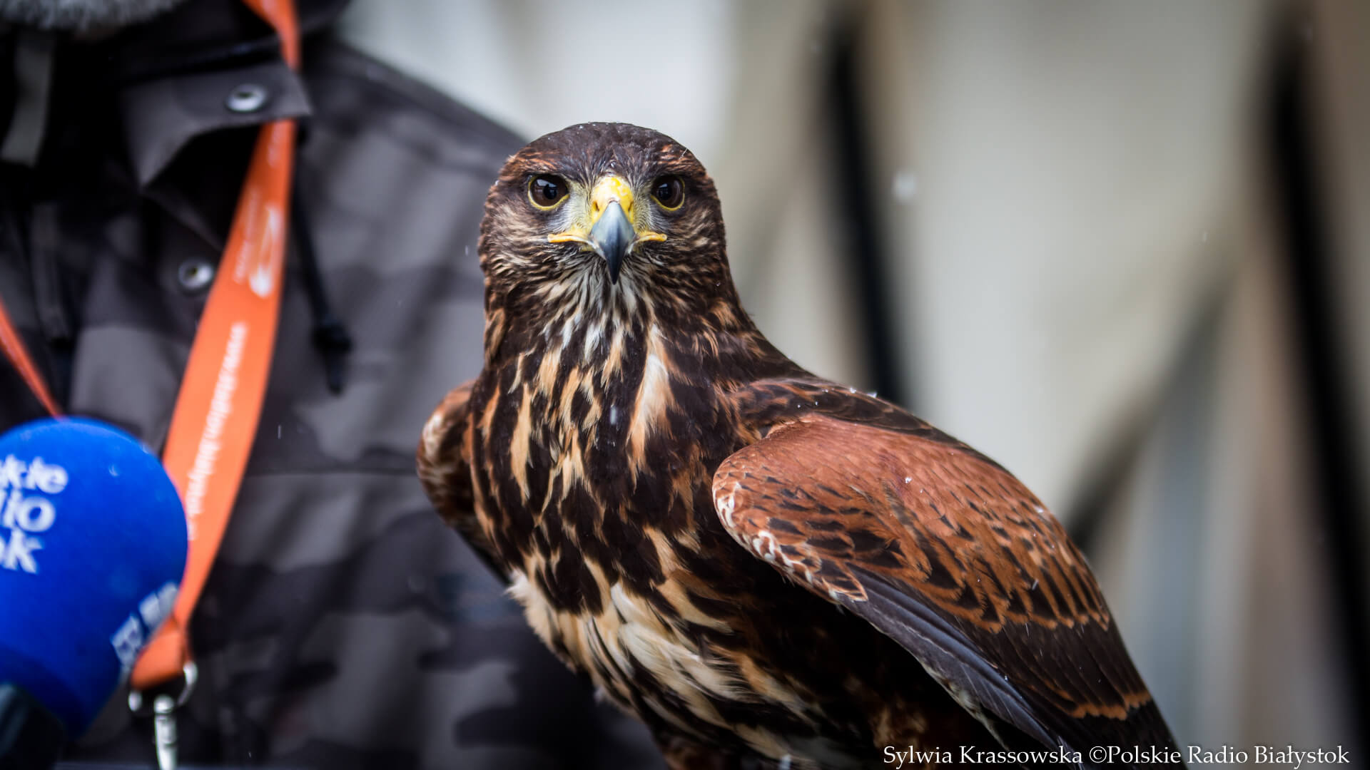 To skuteczna forma płoszenia gołębi - nad stadionem miejskim w Białymstoku latają sokoły