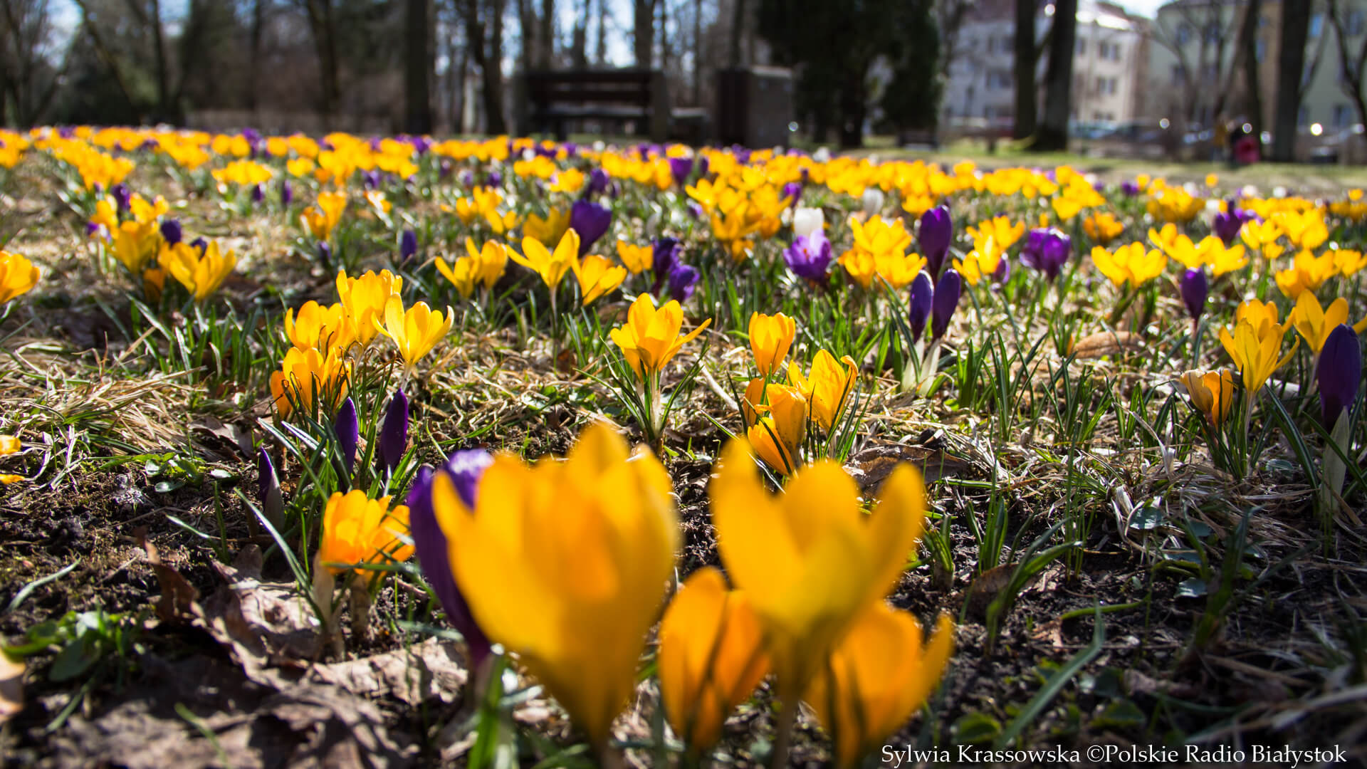 Wiosna już jest w Białymstoku [zdjęcia]
