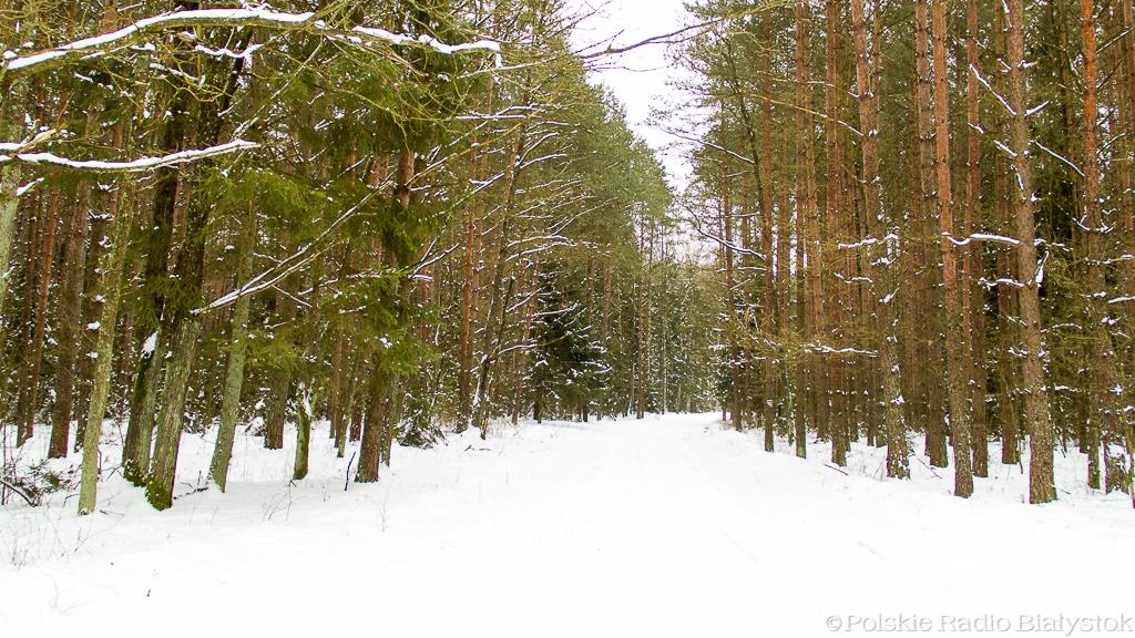 Mieszkańcy mogą mieć realny wpływ na to, jak będą wyglądały lasy znajdujące się w granicach Suwałk