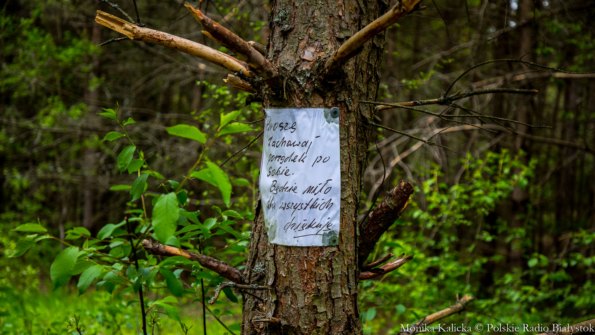 Leśnicy ciągle walczą z nielegalnym wyrzucaniem śmieci w lasach [zdjęcia]