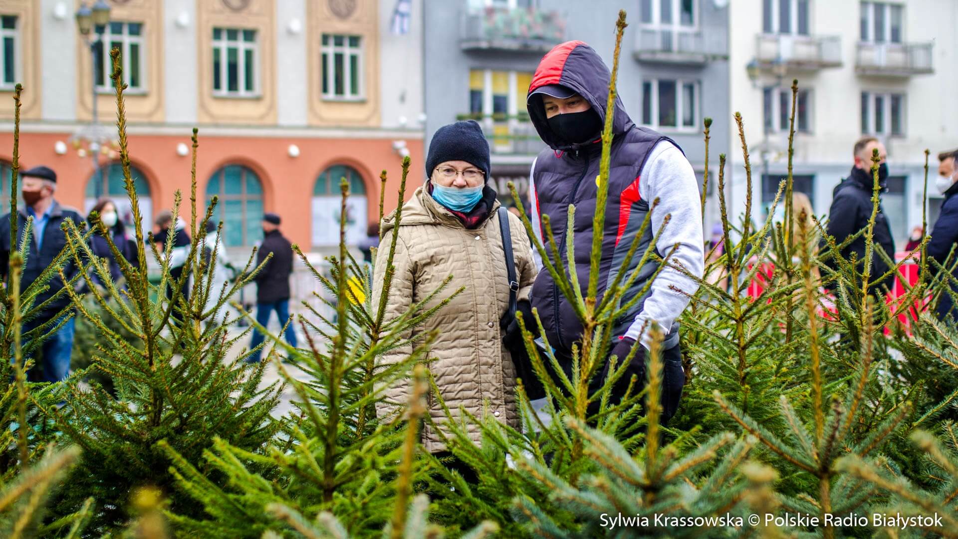 Białostoczanie mogli za darmo wymienić sztuczne choinki na żywe drzewka [zdjęcia]