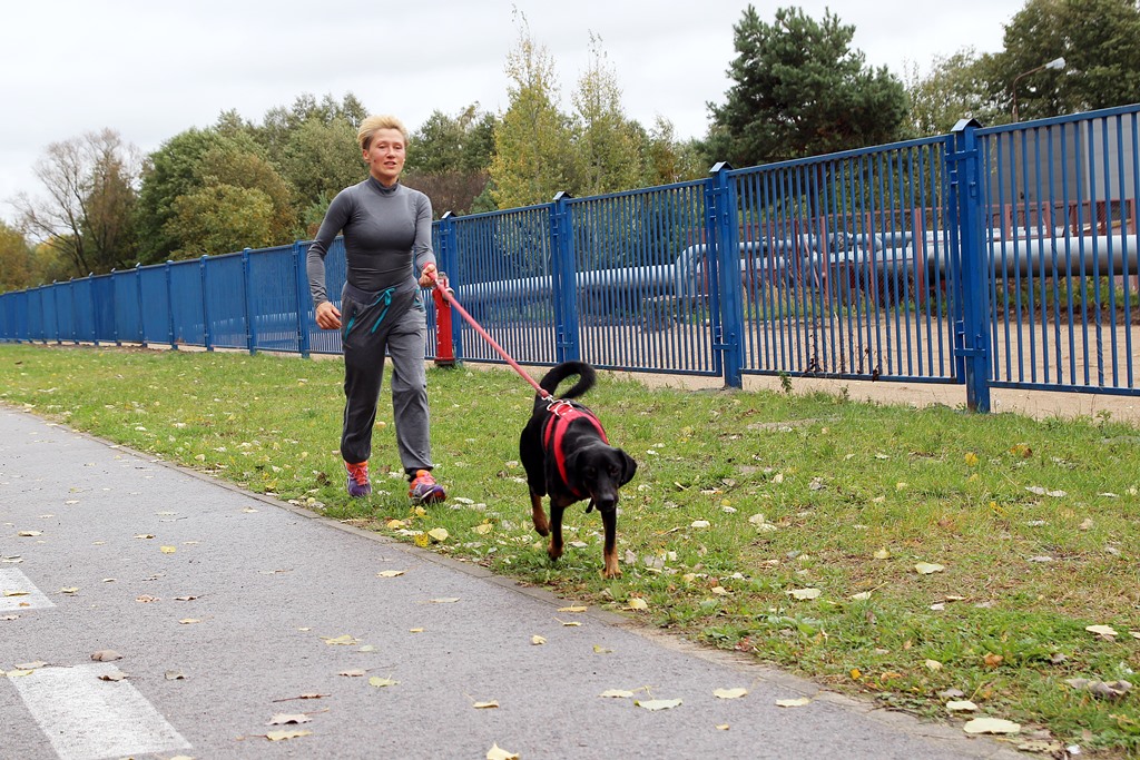 "PSIEbiegi" w Białymstoku - mnóstwo chętnych na bieganie z psami ze schroniska