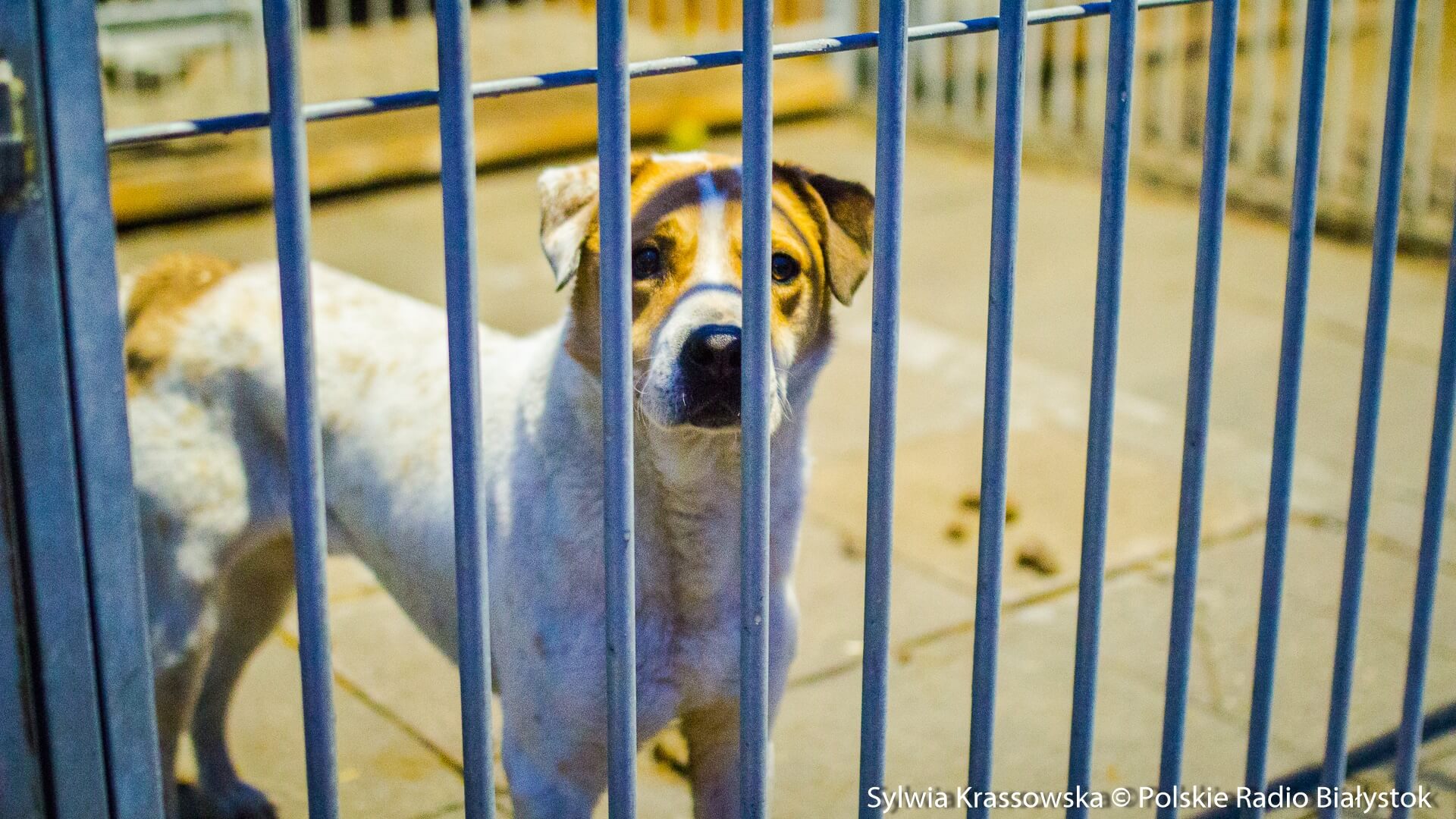 Jedyne w Suwałkach schronisko wkrótce może zostać zamknięte