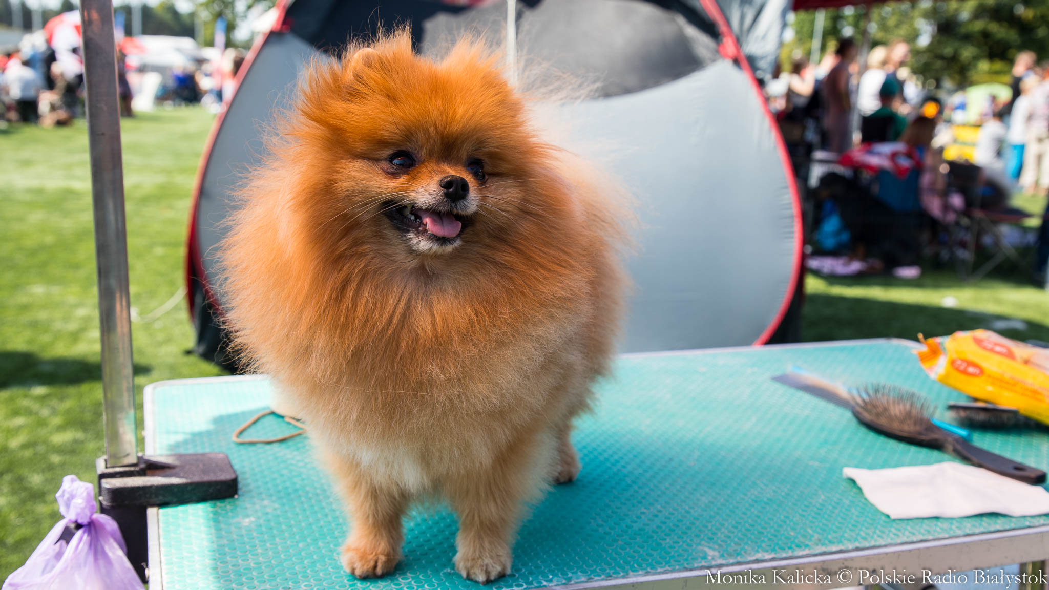 Próbował wwieźć do Polski szczenięta - dostał 2 tys. zł mandatu