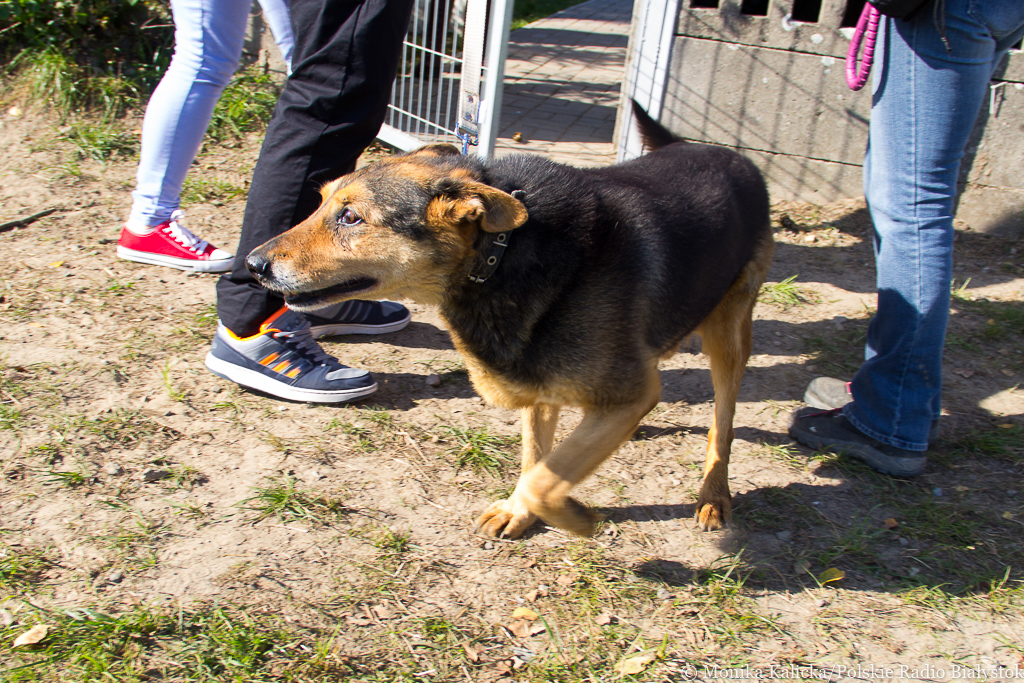 Wolontariusze z Białegostoku wspomogli schronisko w Hajnówce