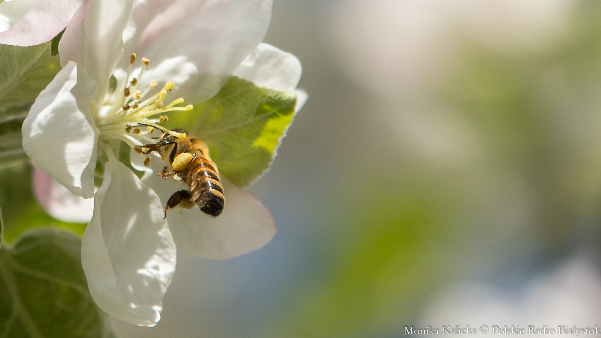 Jak uratować pszczoły?