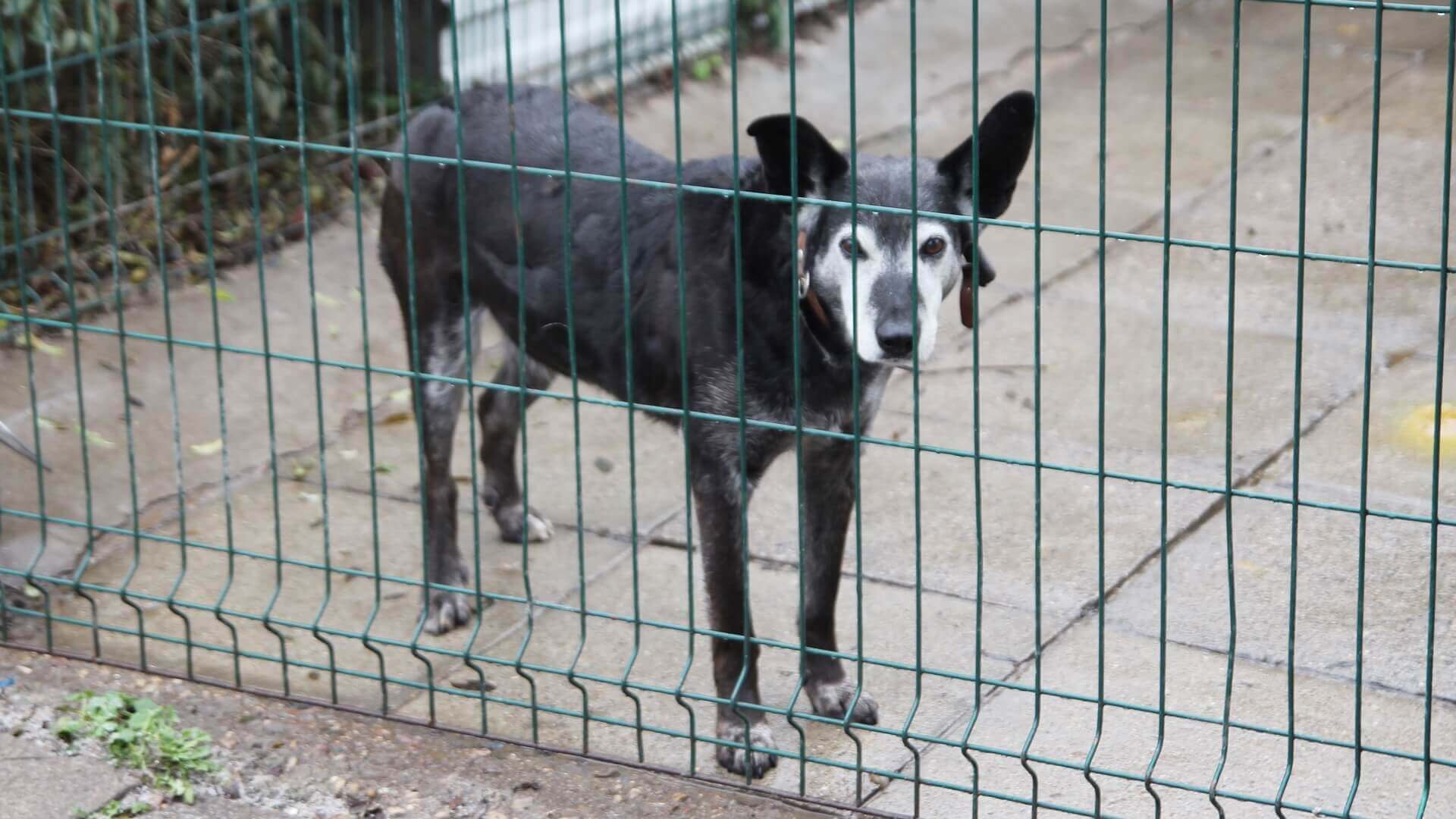 Wzrosły opłaty adopcyjne w białostockim schronisku dla zwierząt