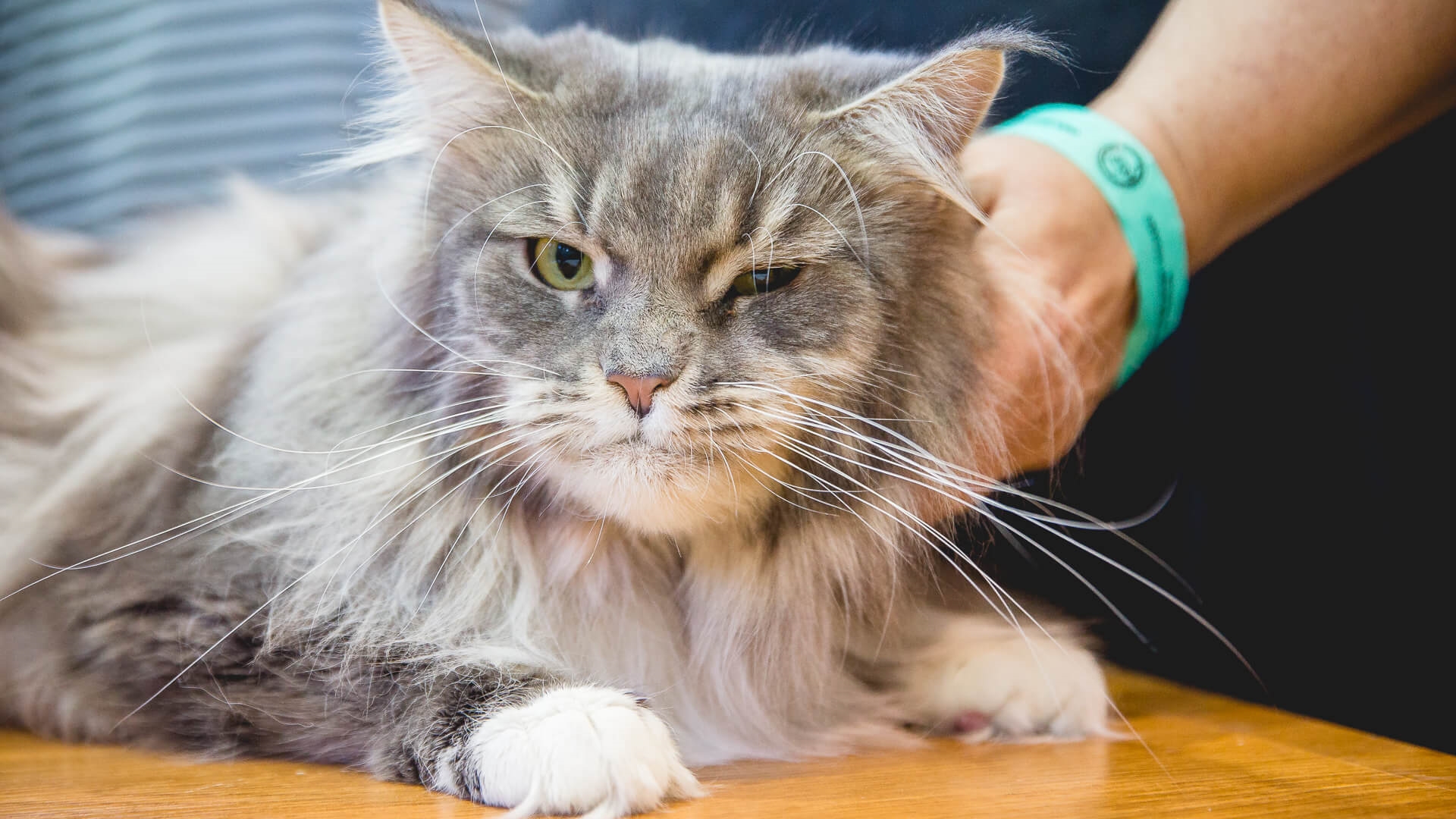 Norweskie, leśne, brytyjskie - Międzynarodowa Wystawa Kotów Rasowych w Białymstoku [zdjęcia]