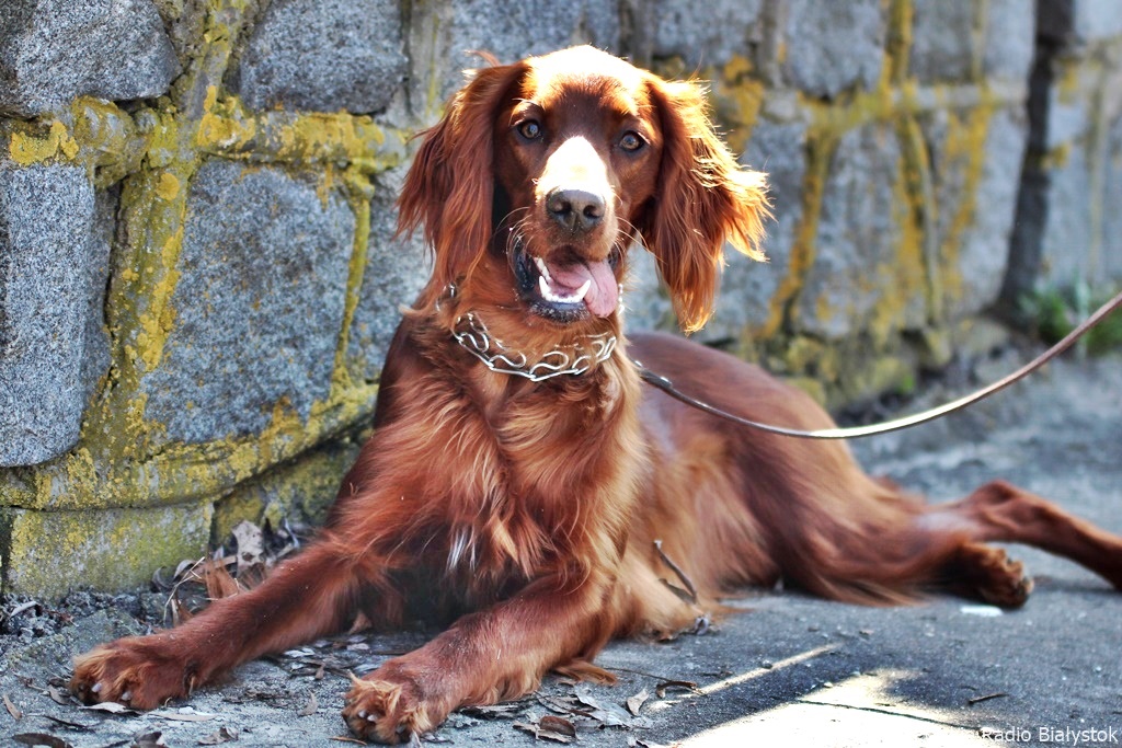 Psy ze Schroniska dla Zwierząt w Białymstoku potrzebują opieki - można zostać wolontariuszem