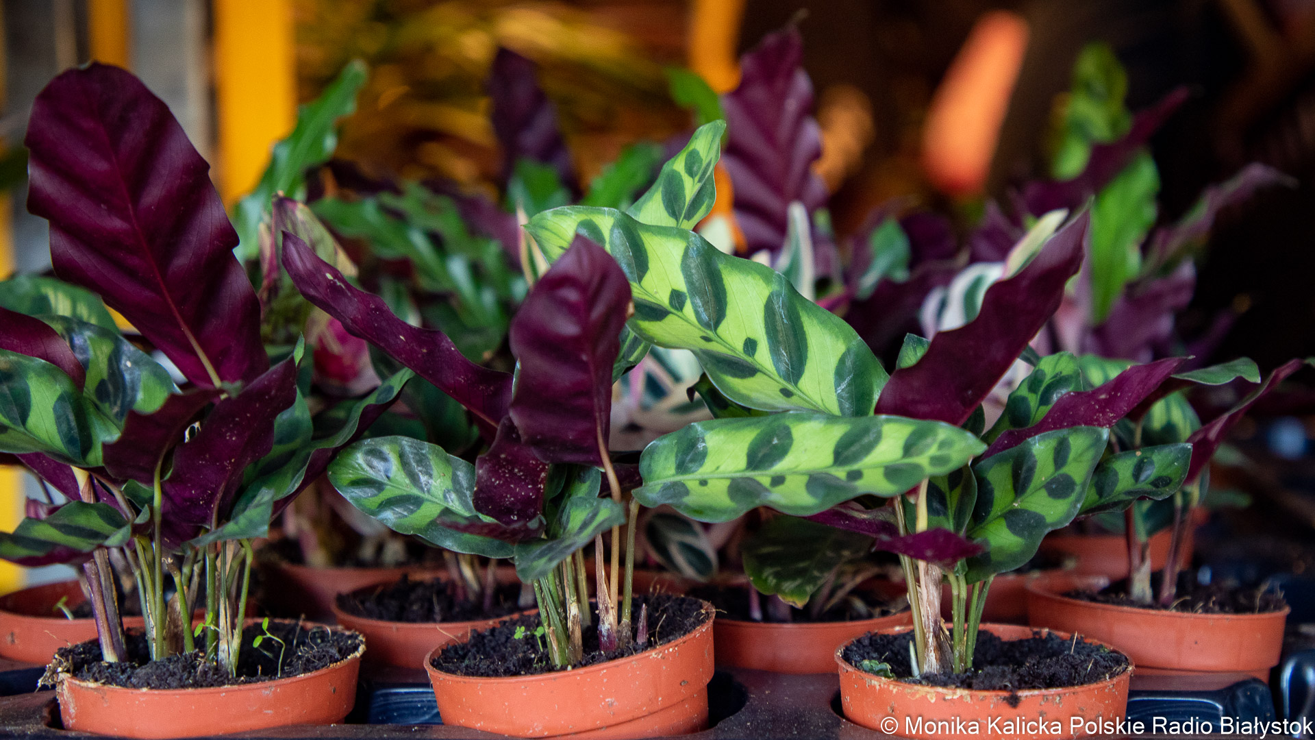 Wiosenna pielęgnacja roślin doniczkowych