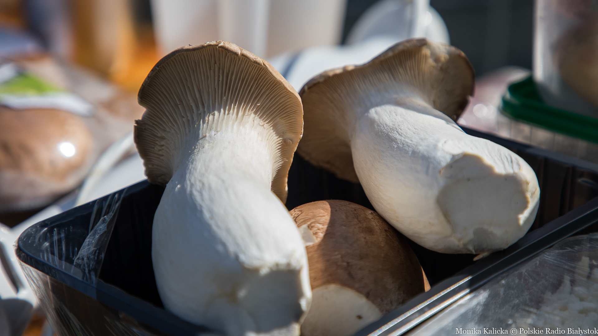 Od borowika po kurkę - wystawa grzybów w Białowieskim Parku Narodowym