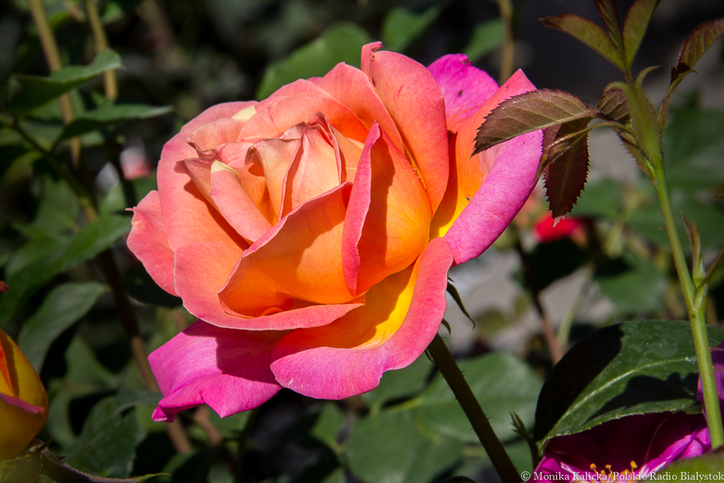 Dzień Matki - pamiętajmy o życzeniach