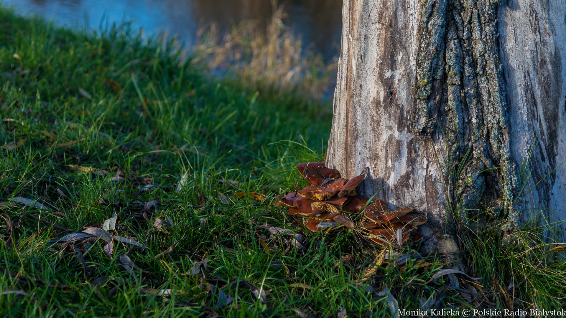 Władze Suwałk mają problem z utrzymaniem porządku na bulwarach im. Wacława Kunca