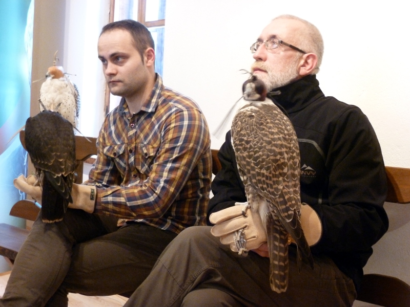 Sowa płomykówka i kruk nowymi atrakcjami sokolarni