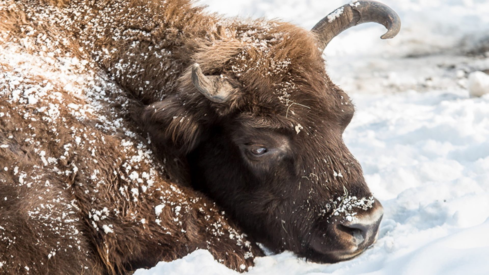 Wojsko przepuściło przez zasieki żubra, by wrócił z Białorusi do stada w Polsce