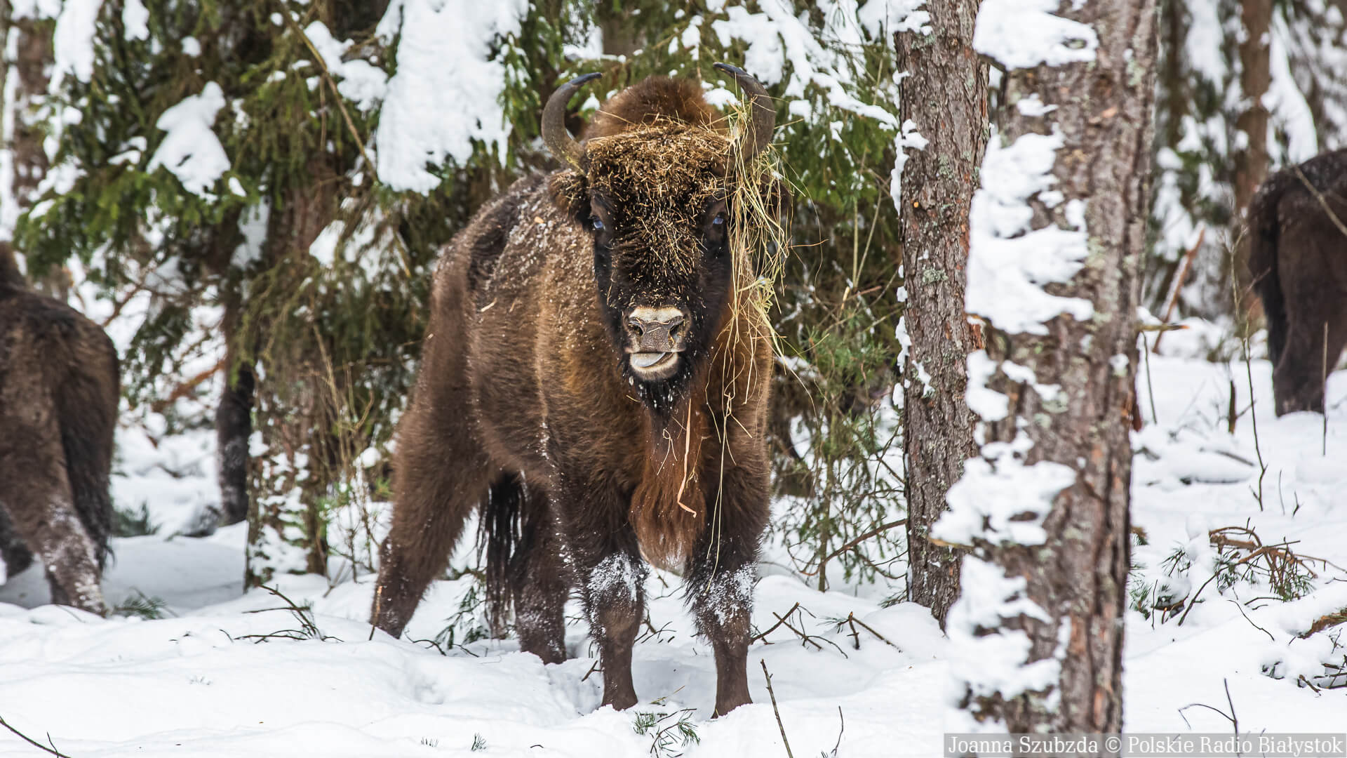 W Podlaskiem trwa zimowe dokarmianie żubrów [zdjęcia]