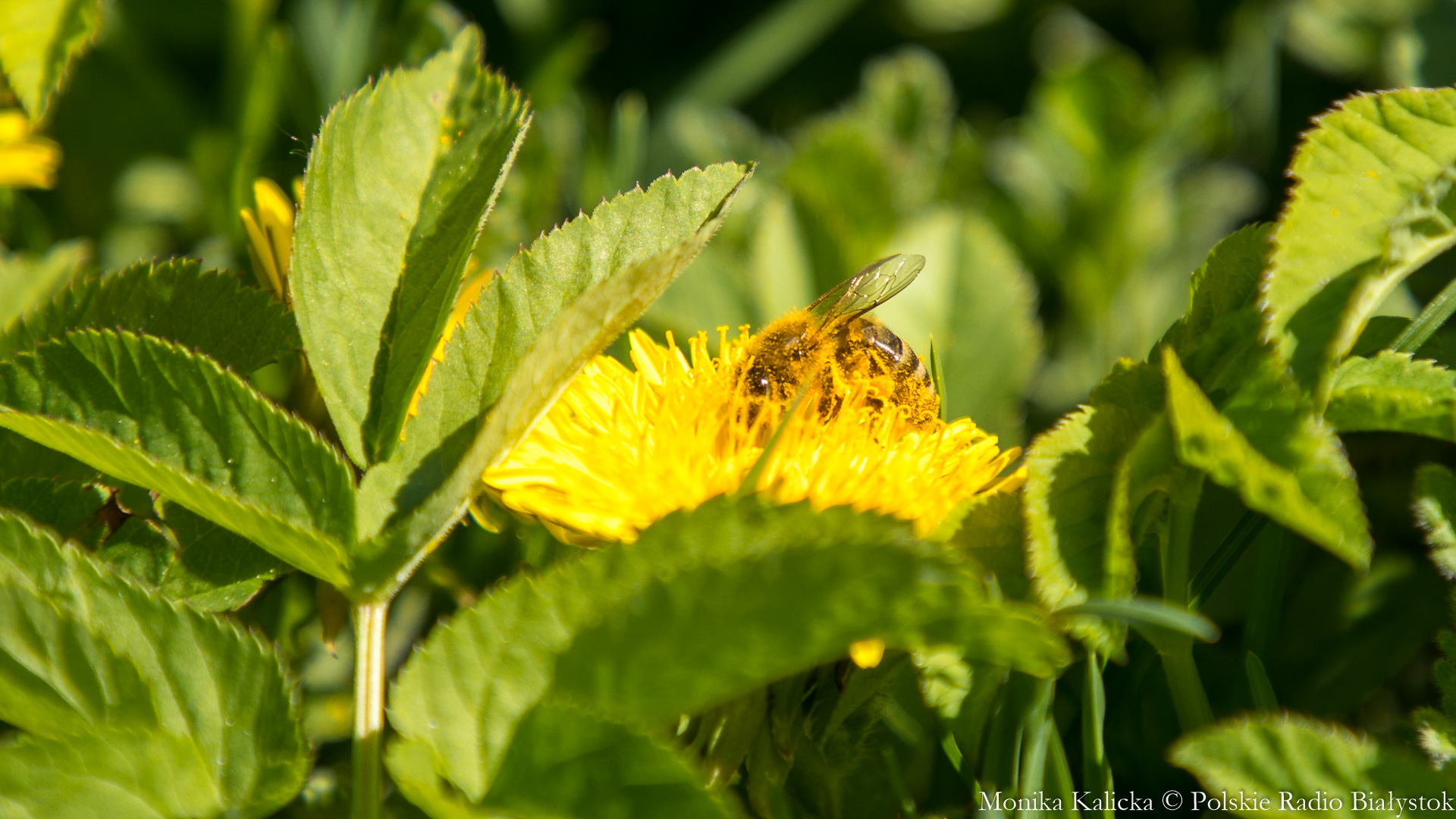 Ścieżka o pszczołach niedaleko Supraśla