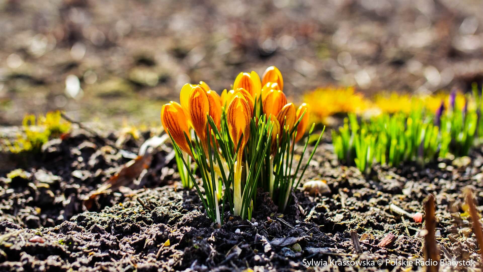 Białystok powoli budzi się z zimowego snu [zdjęcia]