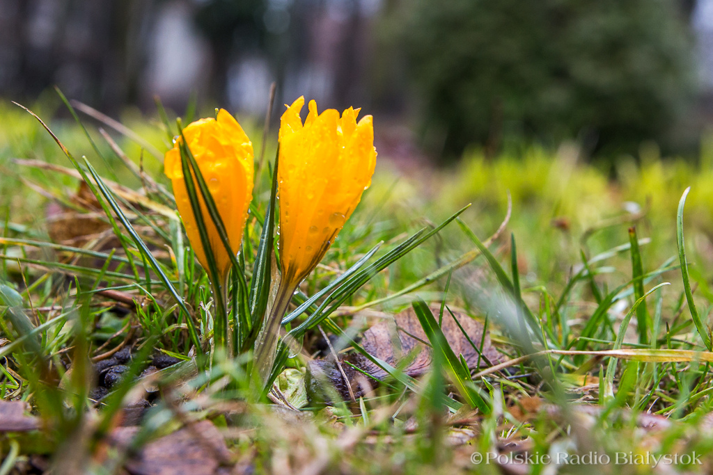 Czy białostocka młodzież wagaruje w pierwszy dzień wiosny?