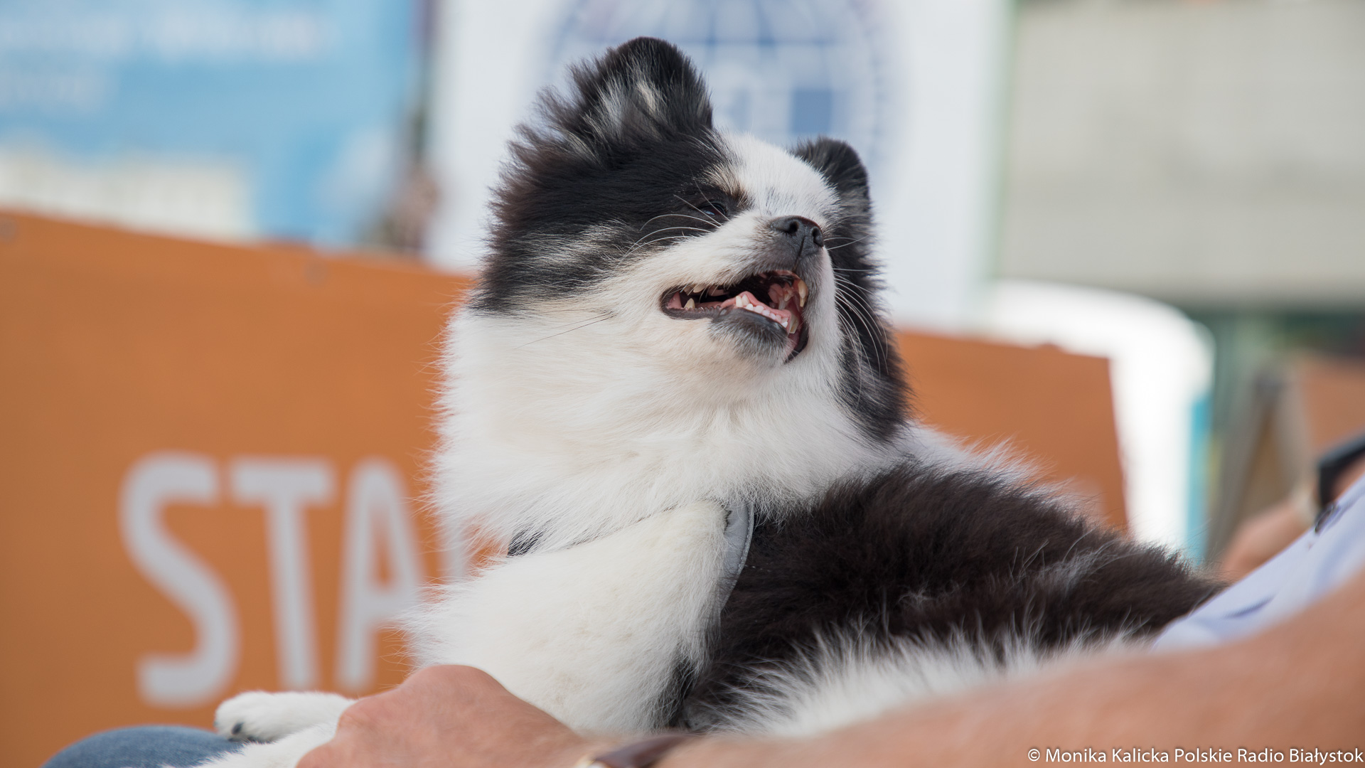 W Białymstoku rozpoczyna się akcja pomocy zwierzętom uchodźców
