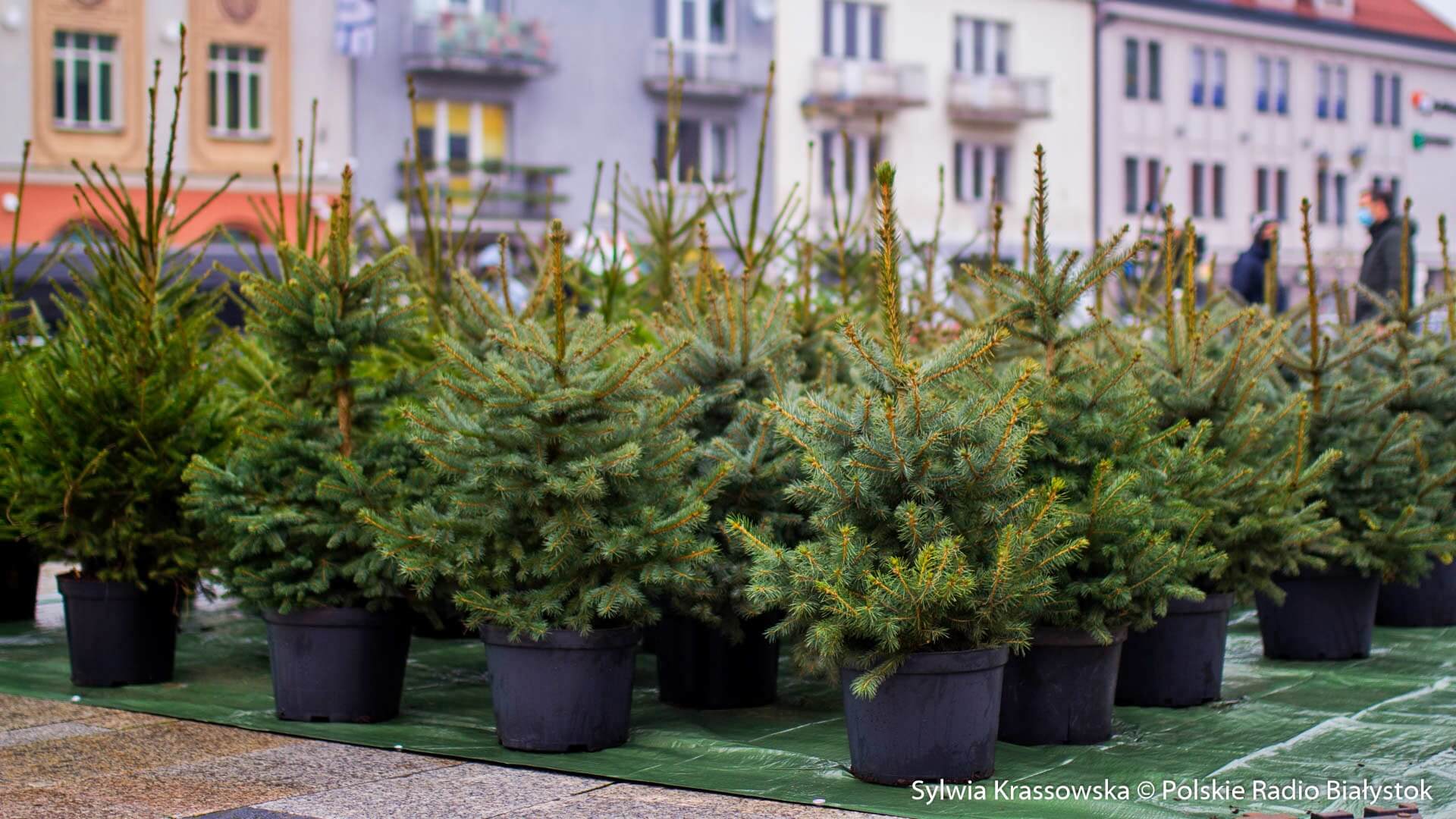Wymień sztuczną choinkę na zieloną - zachęcają władze Białegostoku