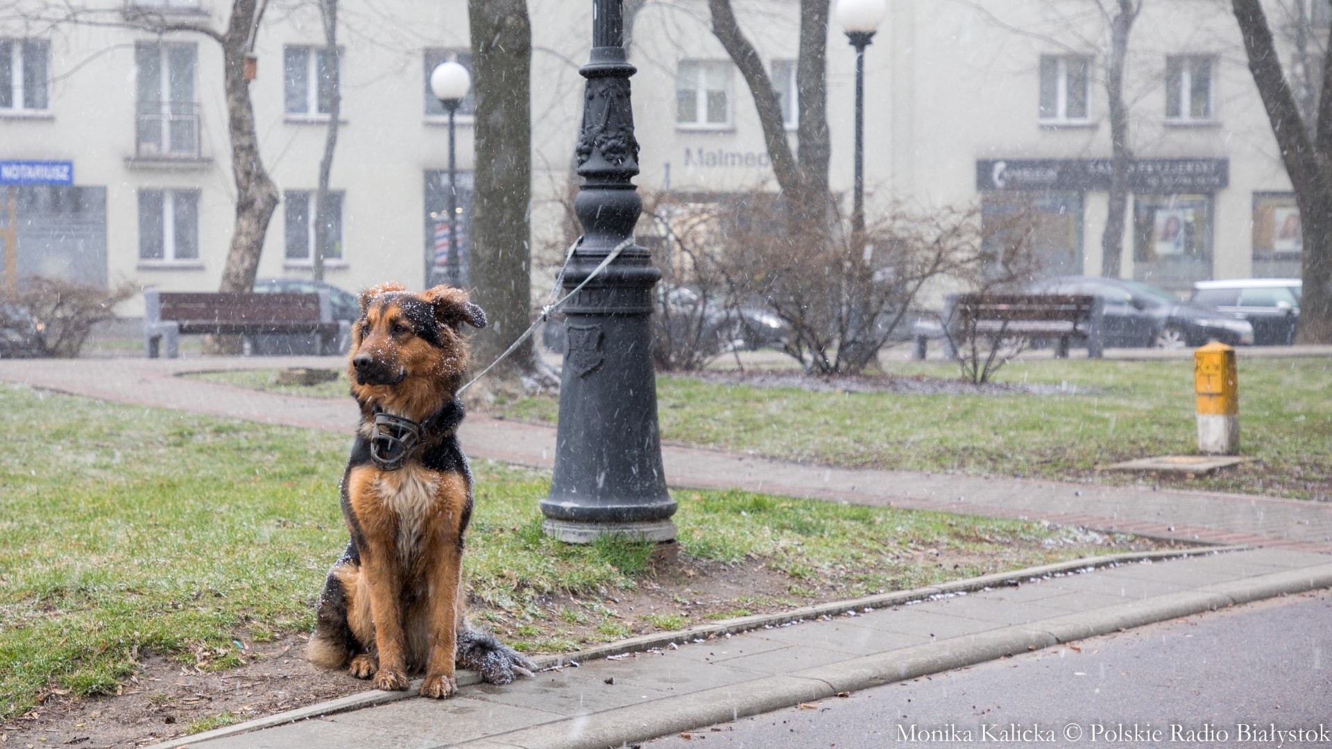 Badania tysięcy próbek potwierdzają, że psy i koty nie przenoszą koronawirusa