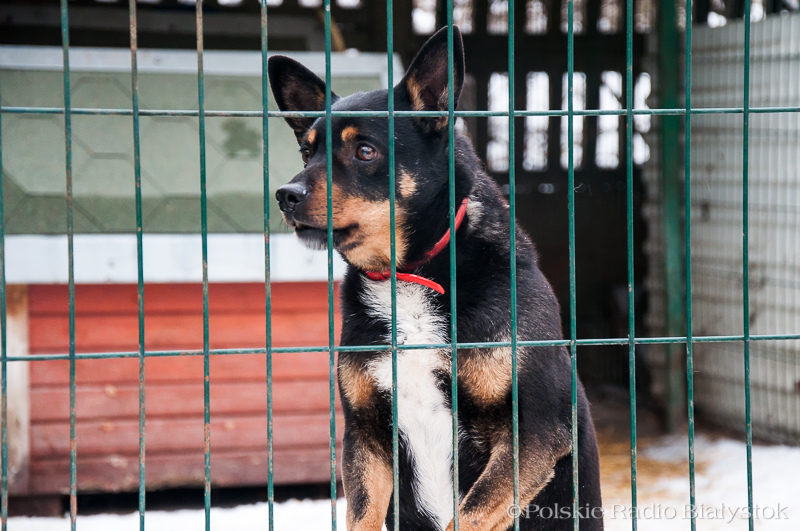 Schronisko dla Zwierząt w Białymstoku chce stworzyć specjalny wybieg do socjalizowania psów