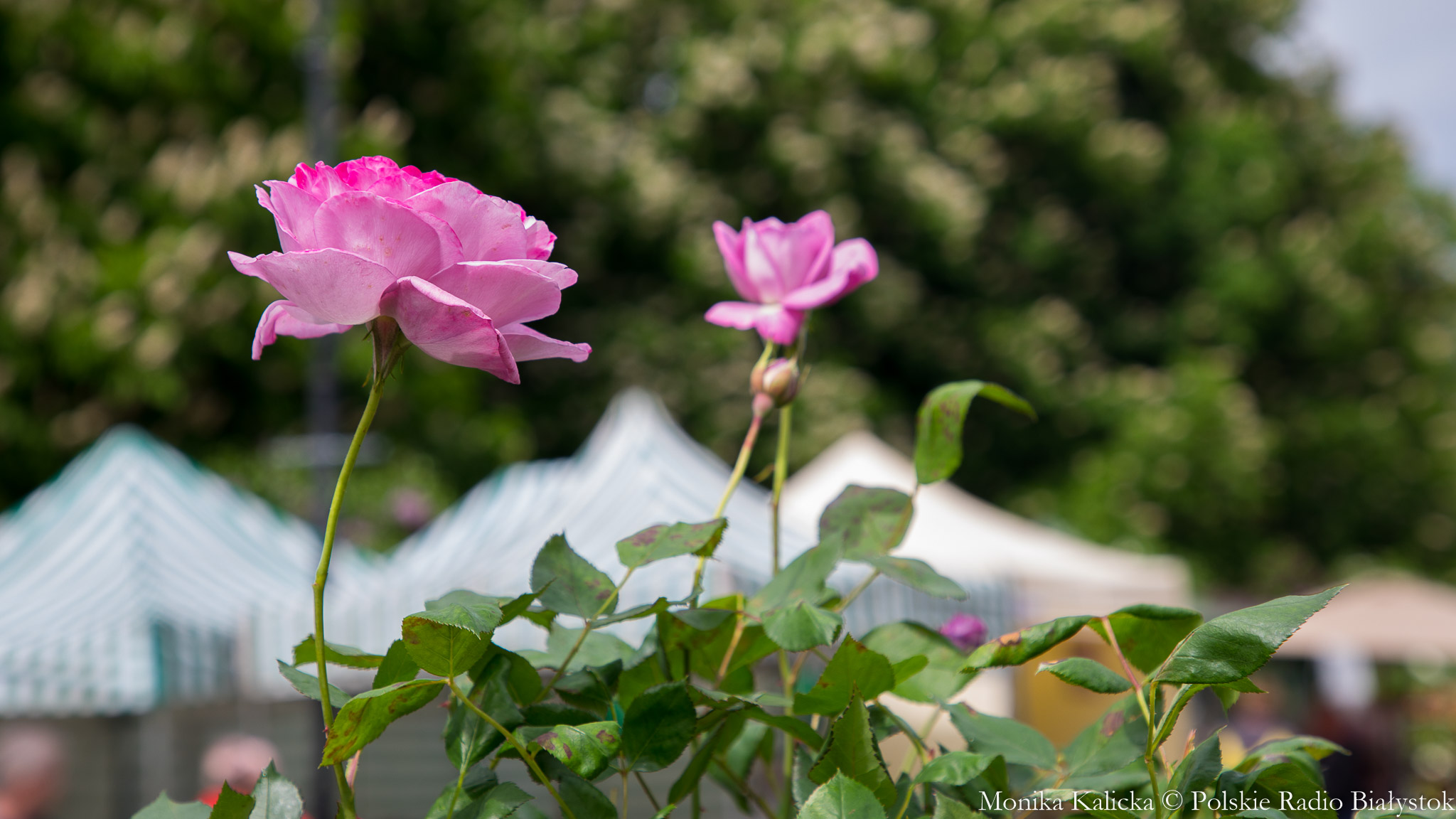 Kresowy ogród, czyli jarmark ogrodniczy przed Teatrem Dramatycznym [zdjęcia]