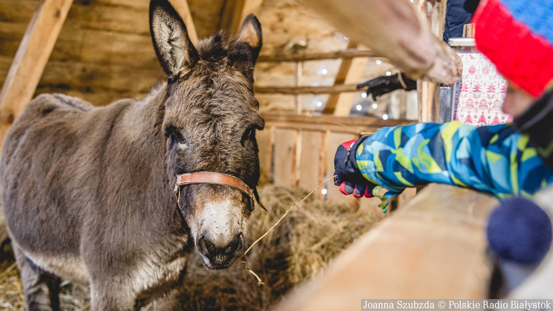 W centrum Białegostoku stanęła bożonarodzeniowa żywa szopka stowarzyszenia "Droga" [zdjęcia]