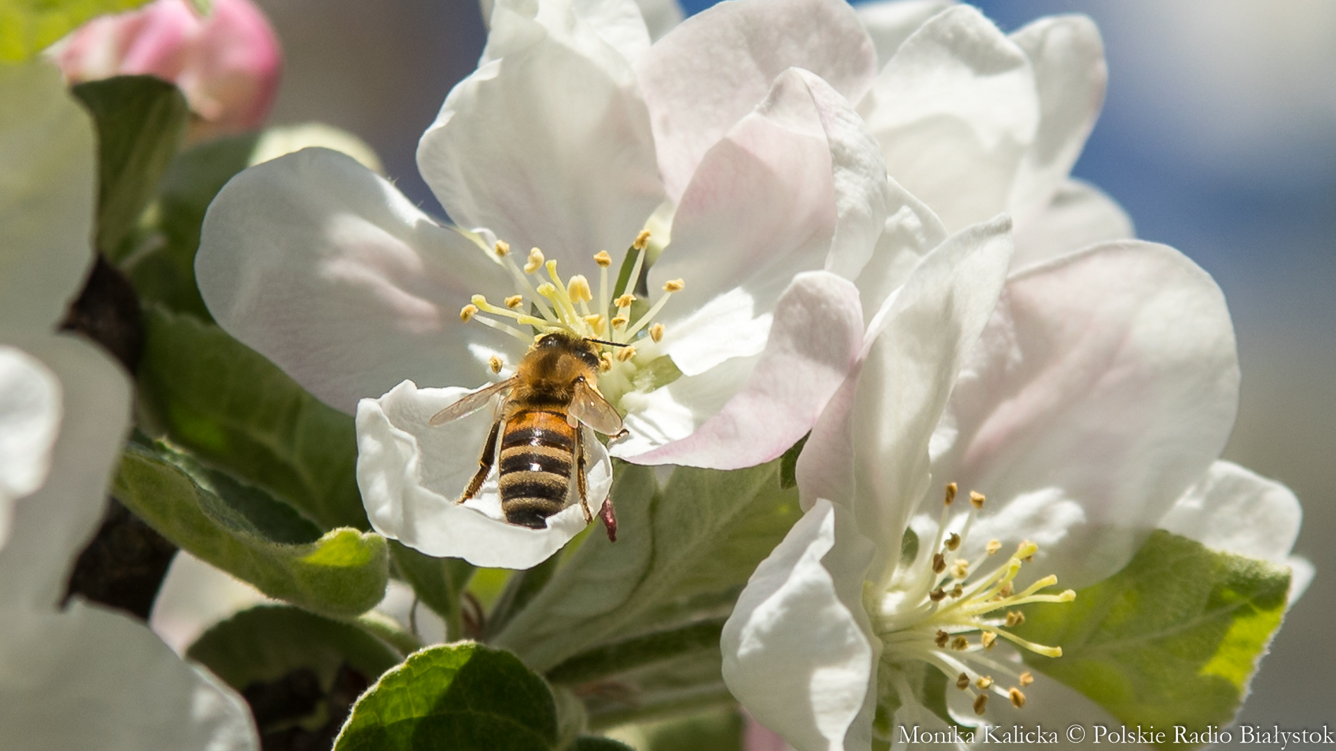 Pszczoły w powiecie sejneńskim będą miały się lepiej