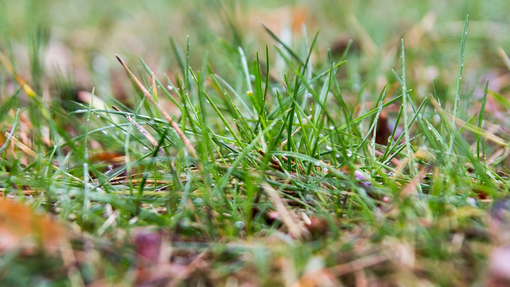 By zwiększać bioróżnorodność, część trawników w Białymstoku będzie rzadziej koszona